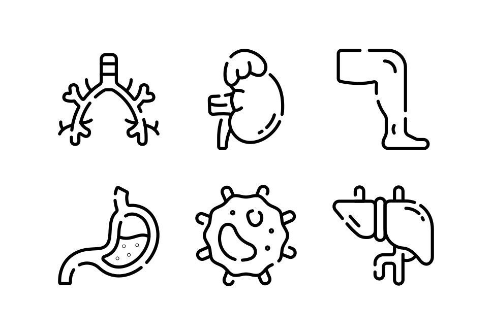 Body Anatomy Large Set Preview